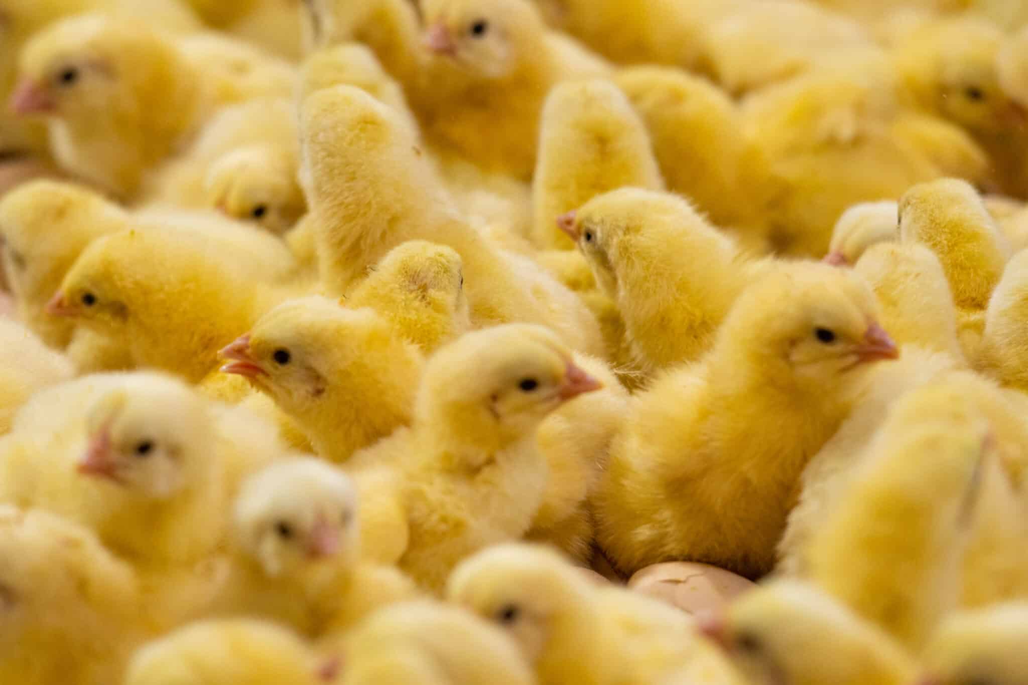 Goodness Chicks and Agrovet